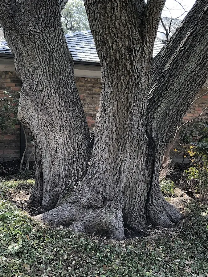 Mature heritage tree close to a Frederick property cared for by certified arborists